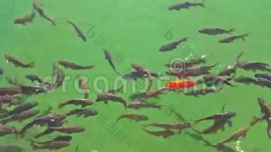 鱼儿在池塘里游着绿水和红鱼